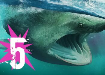 Quel est le plus grand coquillage du monde ?