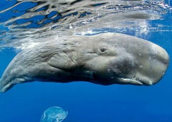 Quel est le plus grand mammifère marin de la planète ?