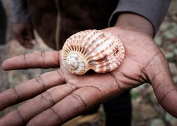 Quel est le plus gros coquillage ?