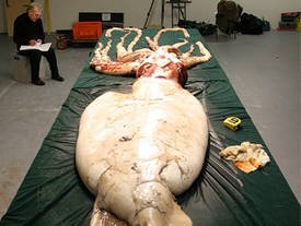 Quel est le plus gros mollusque du monde ?