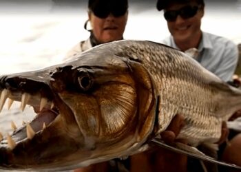 Quel est le plus gros poisson d'eau douce au monde ?
