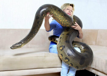 Quel est le plus gros serpent du monde ?