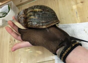 Quel est le plus petit escargot du monde ?