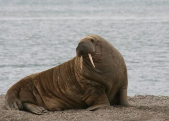 Quel est le poids d'un morse ?