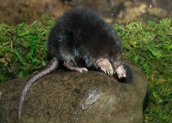 Quel est le prédateur de la taupe ?