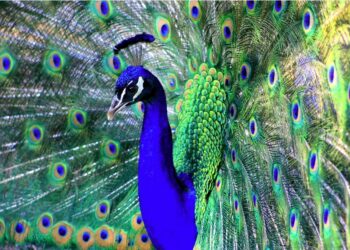 Quel est le prédateur du paon ?