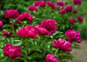 Quel est le prix des pivoines ?