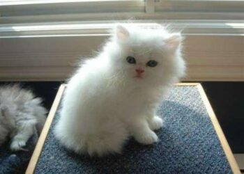 Quel est le prix d'un chat Munchkin ?