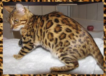 Quel est le prix d'un chat léopard ?