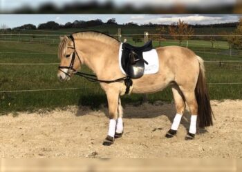 Quel est le prix d'un cheval Fjord ?