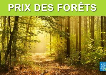 Quel est le prix d'un hectare de bois ?