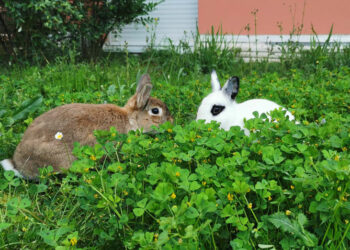 Quel est le prix d'un lapin fermier ?