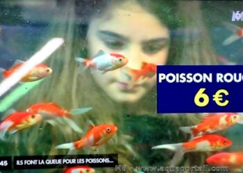 Quel est le prix d'un poisson en animalerie ?