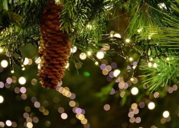 Quel est le prix d'un sapin de Noël naturel ?
