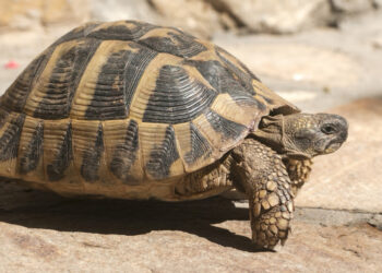 Quel est le prix d'une carapace de tortue ?