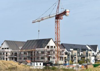 Quel est le prix moyen d'un olivier ?