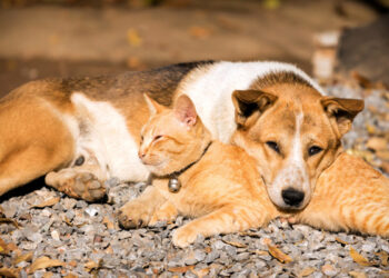 Quel est le prix moyen d'une assurance pour chien ?