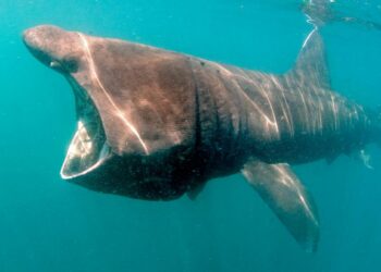 Quel est le requin le plus gentil ?