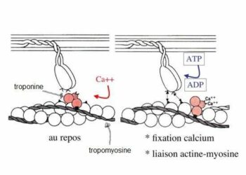 Quel est le rôle du filament dans l'ampoule ?