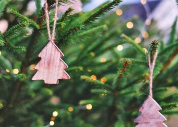 Quel est le sapin le plus résistant ?