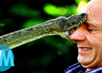 Quel est le serpent le moins dangereux ?
