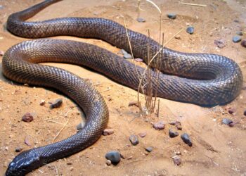 Quel est le serpent le plus dangereux du monde ?