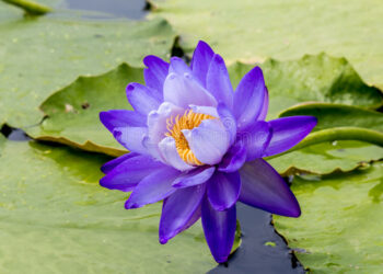 Quel est le symbole de la fleur bleue ?
