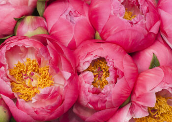 Quel est le symbole de la pivoine ?