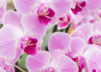 Quel est le symbole de l'orchidée ?