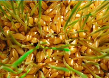 Quel est le symbole du blé ?