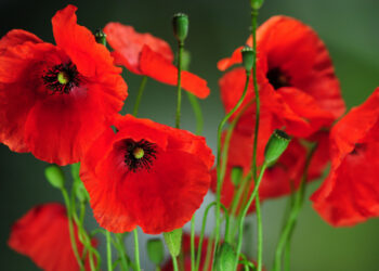 Quel est le symbole du coquelicot ?