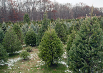 Quel est le vrai sapin de Noël ?