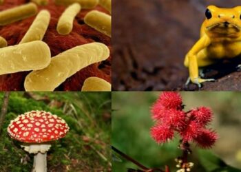 Quel est l'encens le plus puissant ?