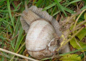 Quel est l'escargot le plus rare ?