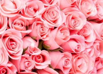 Quel est l'importance de la couleur rose ?