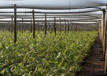 Quel est l'origine du bambou ?