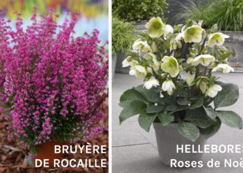 Quel fleur pour mettre sur la tombe en hiver ?