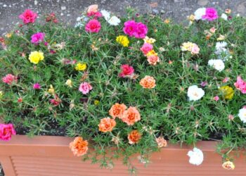 Quel fleur qui résiste au soleil ?