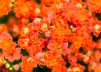 Quel fleur tiennent l'hiver ?