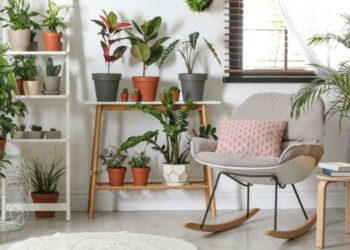 Quel genre de plante pour mettre dans un salon ?