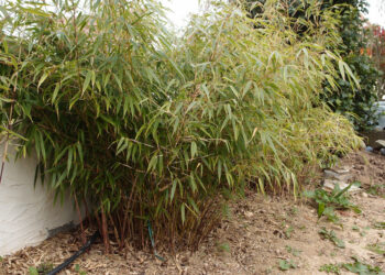 Quel hauteur bambou Fargesia ?