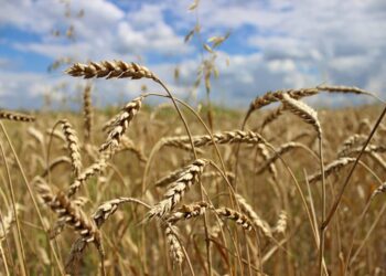 Quel laque pour les Pampa ?