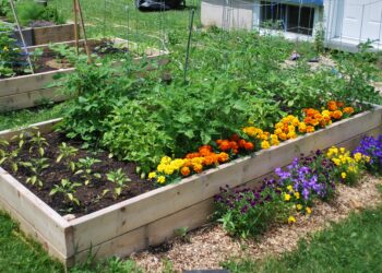 Quel légume planter dans Bac potager ?