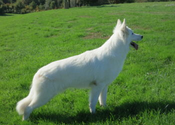 Quel maitre pour un Berger blanc suisse ?