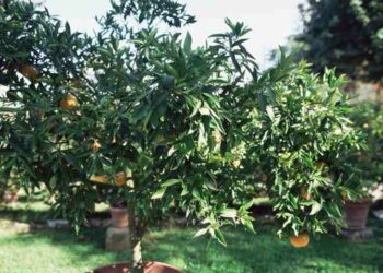 Quel mois tailler le citronnier ?