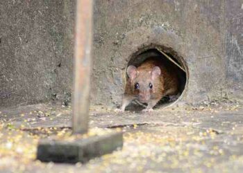 Quel odeur fait fuir les rats ?