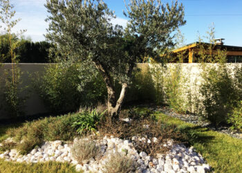 Quel paillis pour un olivier ?