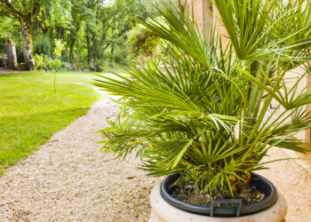 Quel palmier en pot extérieur ?