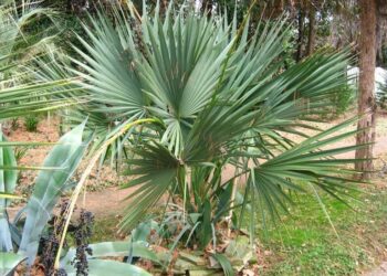 Quel palmier ne gèle pas ?