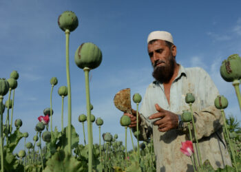 Quel pavot est interdit en France ?